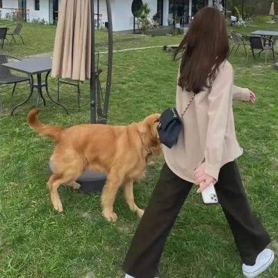 广东小老虎